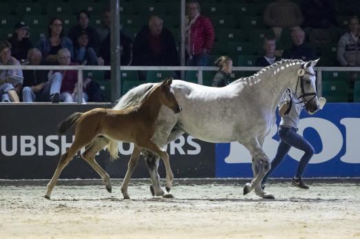 Foto: Zicumano Blue von Zirocco Blue war mit 22.000 Euro das teuerste Fohlen der YOUNG STARS Auktion beim Hardenberg Burgturnier - Fotograf: Stefan Lafrentz Foto: Zicumano Blue von Zirocco Blue war mit 22.000 Euro das teuerste Fohlen der YOUNG STARS Auktion beim Hardenberg Burgturnier - Fotograf: Stefan Lafrentz
