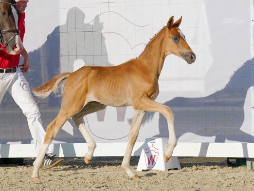 Foto: Preisspitze der dressurbetonten Fohlen - Be my Passion NET v. Benicio - Fotograf: Reckimedia 