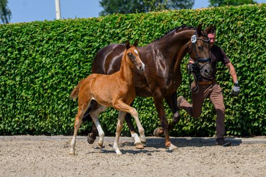 Foto: Formosa v. Forte me per, Züchter: Georg Pries, Siegerin Qualifikation Deutsches Fohlenchampionat im Dressurpferde Leistungszentrum Lodbergen - Fotograf: www.Equitaris.de / Becker