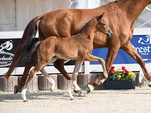 Foto: Fürst Zonik/Vitalis - Fotograf: Hubert Fischer. 