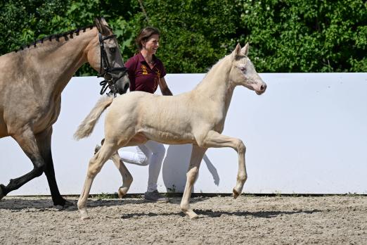 Foto: KN 26: Reitponyfohlen Always the champion v. A kind of Magic - Champion, Züchter: Josef Lutz - Fotograf: Hubert Fischer Foto: KN 26: Reitponyfohlen Always the champion v. A kind of Magic - Champion, Züchter: Josef Lutz - Fotograf: Hubert Fischer