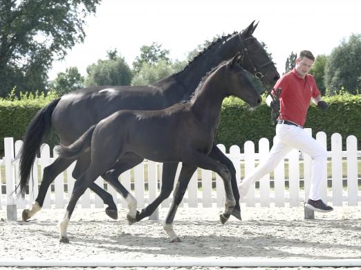 Foto: Preisspitze Friends for Life v. For Romance/Diamond Hit - Fotograf: Reckimedia