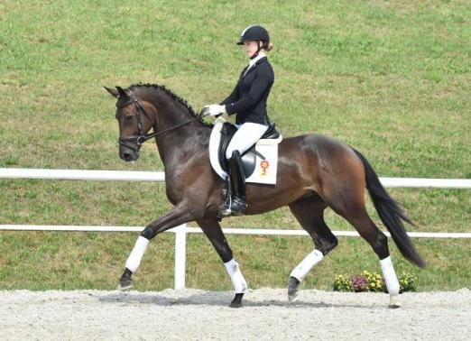 Foto: Qui Bel, die Tochter des Quadrofino ist hoch platziert in Reitpferdeprüfungen - Fotograf: Kiki Beelitz