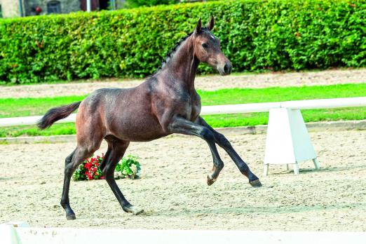 Foto: Caroly von Cornet Obolensky