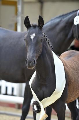 Foto: Lodbergener Fohlenchampioness 2011 v. Dante Weltino-Lord Liberty, Z.: Margit Focken, Bad Zwischenahn - Fotograf: Tanja Becker