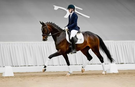 Foto: Solana v. Bon Coeur/Quaterback - Fotograf: Hannoveraner Verband