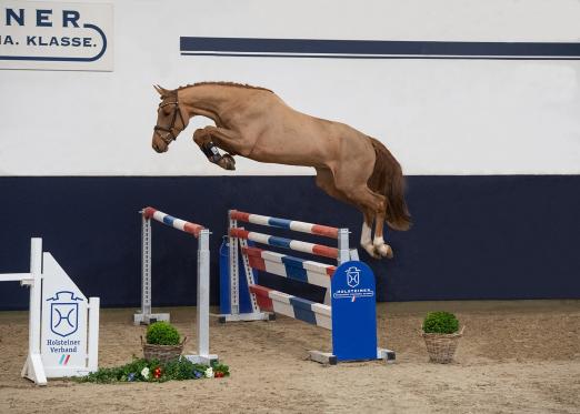 Foto: Die dreijährigen Auktionskandidaten, so auch Color Mix v. Cadensky-Leovisto mit der Katalognummer 3, präsentieren sich am Auktionstag (19. März) live - Fotograf: Janne Bugtrup