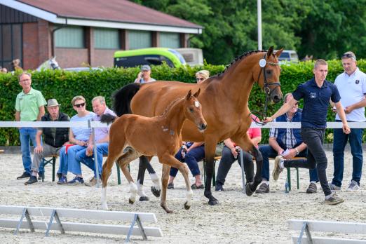 Foto: Mit dem Elitetitel ausgezeichnet und zur Auktion zugelassen, die Tochter des Ermitage Kalone aus der Zucht von Peter Wendeln - Fotograf: www.photo.equitaris.de / Grömping 