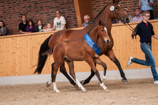 Foto: Champion des stark besetzten 1. OS-Fohlenchampionats wurde ein sportives Hengstfohlen v. For Pleasure - Coupe de Coeur - Quidam de Revel, welches auch auf der Elite-Fohlenauktion am 29. August in Vechta paradieren wird. - Fotograf: Leng