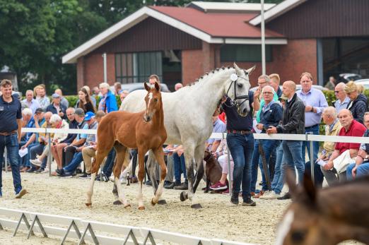 Foto: Zuschauermagnet Fohlenschau auf Gestüt Wendeln - Fotograf: Tanja Becker 