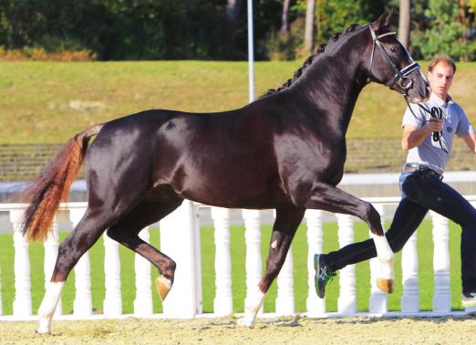 Foto: Kat. 33 v. Benetton Dream-Dimaggio-Absinth stammt aus dem Mutterstamm der Stempelhengste Rohdiamant, Royal Diamond und Rosario v. Rubinstein. - Fotograf: Ernst