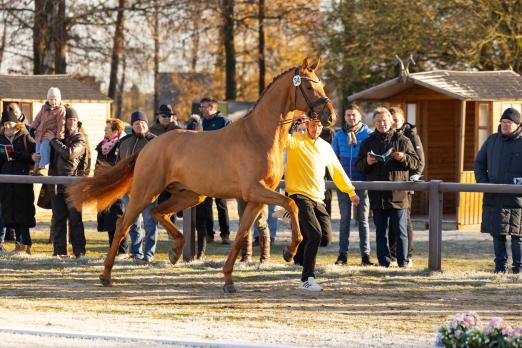 Foto: Fuchs v. Vivaldos/Revolution - Fotograf: Hannoveraner Verband Foto: Fuchs v. Vivaldos/Revolution - Fotograf: Hannoveraner Verband
