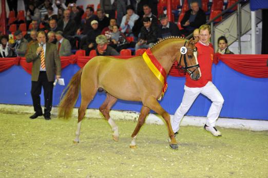 Foto: Cockney Cracker, Siegerhengst Deutsches Reitpony 2012 - Fotograf: Tanja Becker