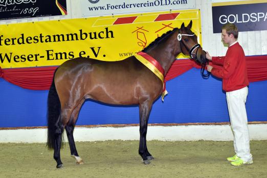 Foto: Weser-Ems-Siegerhengst der Reitponys Ogier K WE - Fotograf: Tanja Becker