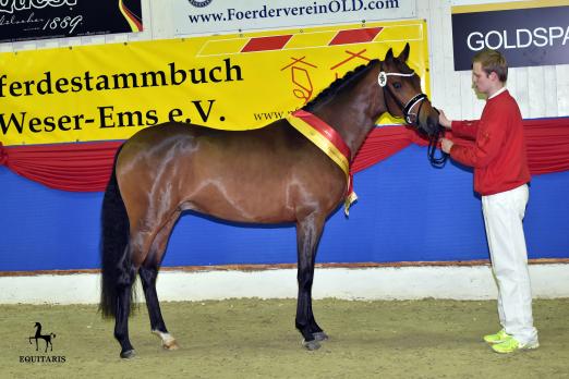 Foto: Ogier K WE, Weser-Ems-Reitpony-Siegerhengst 2015 - Fotograf: Tanja Becker