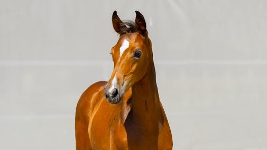 Foto: Das finale Bid Up der Verdener Auktion Online – Fohlen startet am 29. August um 19 Uhr - Fotograf: Hannoveraner Verband