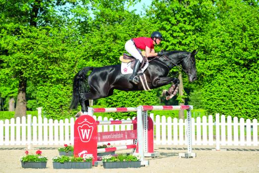 Foto: Als Preisspitze verlies Darah den virtuellen Westfälischen Auktionsplatz der diesjährigen Sommer-Auktion Handorf-Extra - Fotograf: Guido Recki