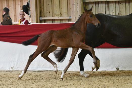 Foto: Floriscount/San Amour - Kamera: Björn Schroeder 