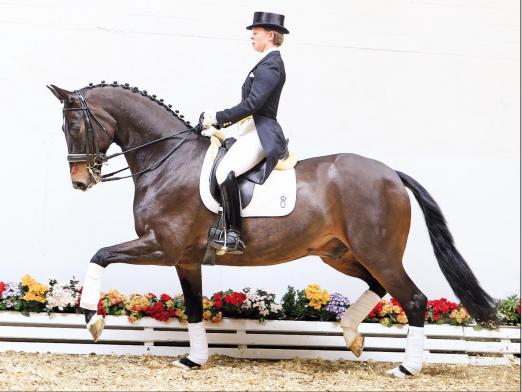 Foto: Der bereits hoch platzierte Let Kiss v. Licotus-Plaisir d'Amour-Figaro wechselte auf der Oldenburger Frühjahrs-Elite-Auktion für 170.000 Euro nach Hamburg. - Fotograf: Ernst