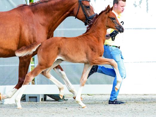 Foto: Belle Amie v. Bonds/Quaterback - Fotograf: Hannoveraner Verband