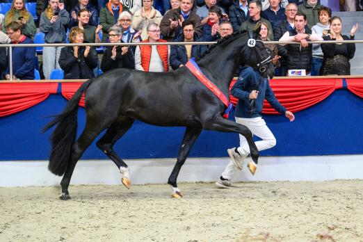 Foto: Der OL-Siegerhengst und Preisspitze Photo v. Bonds-Diamond Hit-Florencio I-Santander - Fotograf: Equitaris Foto: Der OL-Siegerhengst und Preisspitze Photo v. Bonds-Diamond Hit-Florencio I-Santander - Fotograf: Equitaris