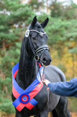 Foto: Der frischgebackene Oldenburger Siegerhengst von Bonds neu im DLZ - Fotograf:www.Photo.Equitaris.de Foto: Der frischgebackene Oldenburger Siegerhengst von Bonds neu im DLZ - Fotograf:www.Photo.Equitaris.de