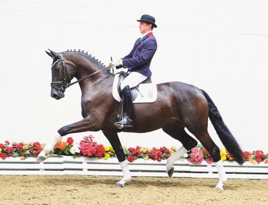 Foto: Classic Girl v. Christ-Fürst Heinrich-Figaro empfiehlt sich als hoch attraktives Tanzgirl auf der Herbst-Elite-Auktion am 5. Oktober in Vechta. - Fotograf: Ernst