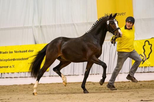 Foto: Hannover’scher Reitpony-Siegerhengst 2022 Khan - Fotograf: Equitaris.de/Becker