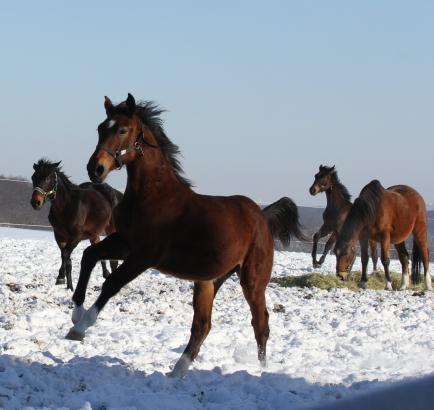 Foto: Ruhender Pol: Wenn die Jährlingsstuten mal so richtig Gas geben, bleibt Joschika (hinten rechts) ganz ruhig und geduldig, bis sich das „junge Gemüse“ wieder beruhigt hat - Fotograf: Silke Busse