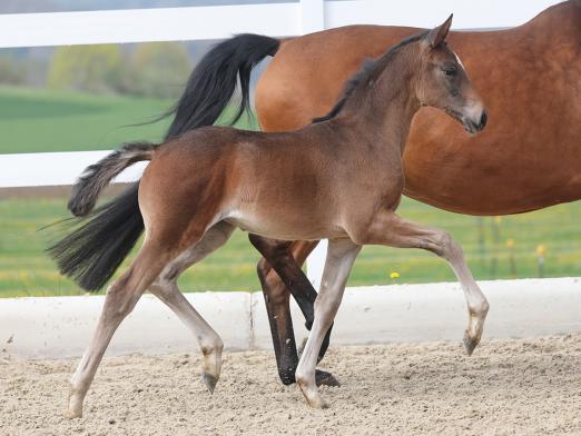 Foto: Kat.-Nr. 4 Zaubermaus v. Zacolar di Mantova - Sam Amour I - Rubinstein I - Fotograf: OLD-Art