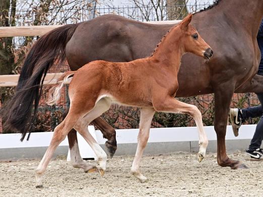 Foto: Nr. 4 der Kollektion: Dynamique renard v. Dynamic Pur - Quadroneur - Fotograf: OLD Art