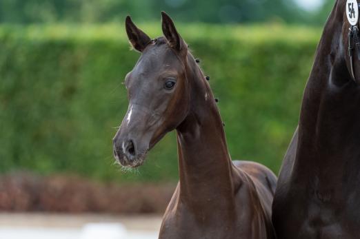 Foto: Stutfohlen Rosamunde S von Bellany-San Amour I aus der Zucht von Sandra Stolpe - Fotograf: Equitaris.de/Becker 
