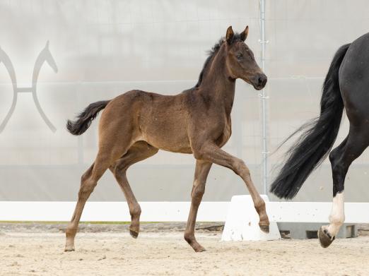 Foto: Double Dream v. Dynamic Dream/Benetton Dream - Fotograf: Hannoveraner Verband