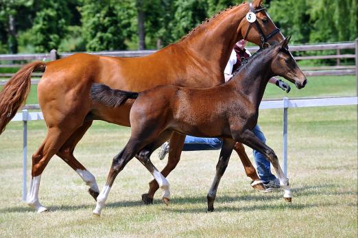 Foto: Stutfohlen von Confiance-Couleur Rubin - Fotograf: Tanja Becker