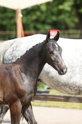 Foto: Die Preisspitze (Nr. 6 Topmodel v. Untouchable x Cornet Obolensky)