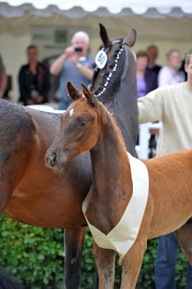 Foto: Lodbergener Champion 2013: Hengstfohlen von For Romance-Contendro I, Z.: Dieter Schmidt, Hude - Fotograf: Tanja Becker