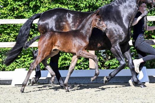 Foto: Kat. Nr. 5: Feine Feder, v. Federer a.d. Elite/St.Pr.St. Rochelle v. Dimaggio - Lord Liberty G - Goldlöwe - Fotograf: ©Kikki Beelitz