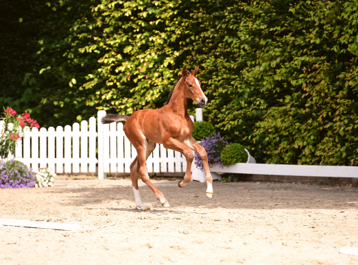 Foto: 67 Fohlen werden bei der Holsteiner Elite-Fohlenauktion am 19. August neuen Besitzern zugeschlagen - Fotograf: Janne Bugtrup