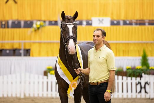Foto: Dunkelfuchs v. Sezuan/Sir Donnerhall mit seinem Züchter und Aufzüchter Pascal Kandziora - Fotograf: Hannoveraner Verband