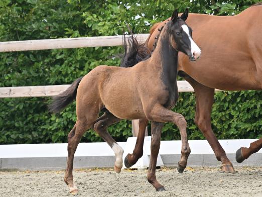 Foto: Kat.-Nr. 71 Ti Amor v. Total PS - Vivaldos - His Highness - Fotograf: ©OLD-Art Foto: Kat.-Nr. 71 Ti Amor v. Total PS - Vivaldos - His Highness - Fotograf: ©OLD-Art