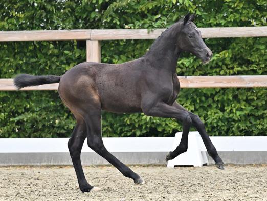 Foto: Kat.-Nr. 7 Corchav SV v. Cornet Obolensky - Chacco-Blue - Fotograf: ©OLD-Art Foto: Kat.-Nr. 7 Corchav SV v. Cornet Obolensky - Chacco-Blue - Fotograf: ©OLD-Art