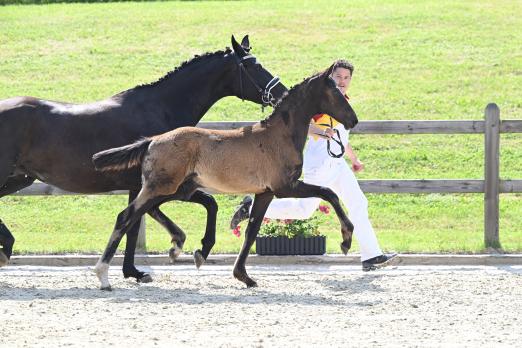 Foto: Preisspitze der Auktion, die Kat.-Nr. 7, ein Sohn des Henkie x Sir Donnerhall I - Fotograf: Hubert Fischer