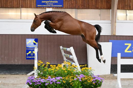 Foto: Don Julio T40Z(Diamant de Semilly/ Cento) Stallion prospect out of Centa de muze