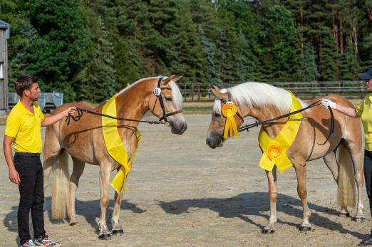 Foto: (zur honorarfreien Nutzung nur im Zusammenhang mit dieser PressemitteFoto: Haflinger Reserve-Siegerstute 2021, Omira S (v. Augartner-Nexstyle, Z. u. A.: Hendrik Stolze, Schwüblingsen), und die Haflinger-Siegerstute 2021, Maria (v. Strauss-Antares, Z. u. A.: Roland Müller, Schönwörde) – v.l - Fotograf: Equitaris.de/Becker