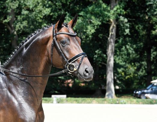 Foto: Auf dem Klosterhof Medingen in Bad Bevensen werden 22 erstklassige Reitpferde im Rahmen der 29. Herbstauktion versteigert - zum Beispiel Quite Fantastic von Quantensprung - Fotograf: U.Beelitz