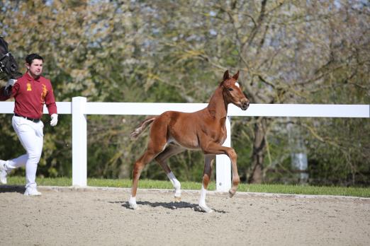 Foto: Vitalis-Tochter Viva Amore - Fotograf: Kirstin Weigel