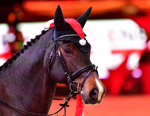 Foto: Das Team um Geschäftsführer Christian Steiner steckt mitten in den Vorbereitungen zur Amadeus Horse Indoors 2023 - Fotograf: © salzburg-cityguide.at 