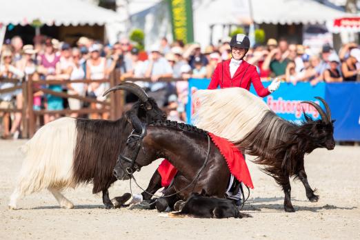 Foto: Gefühl und Kommunikation mit Tieren – da darf Tiertrainerin Anne Krüger-Degener nicht fehlen! - Fotograf: Thomas IX