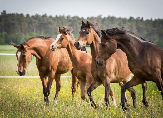 Foto: Der VZAP e.V. hat die Stutenlinien seiner Züchter/innen gruppiert und die Herkunft auf berühmte europäische Araberzuchten erfasst - Fotograf: VZAP