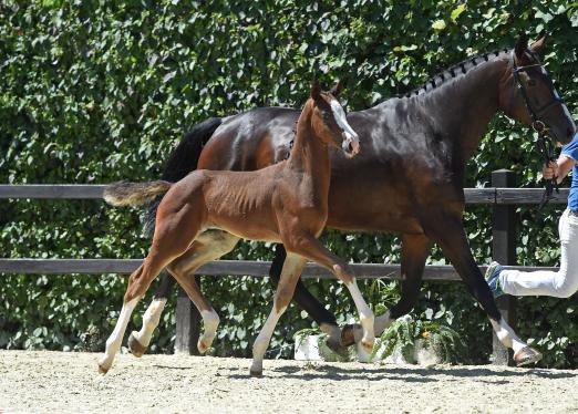 Foto: Hengstfohlen von Asca Z/Clinton I - Fotograf: Fischer